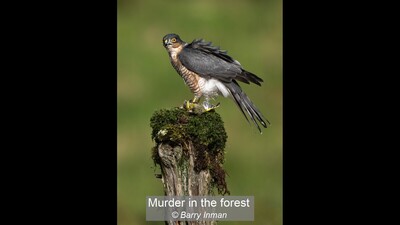Murder in the forest