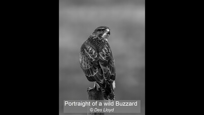Portraight of a wild Buzzard
