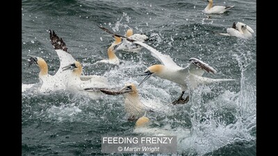 FEEDING FRENZY