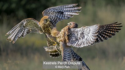 Kestrels Perch Dispute