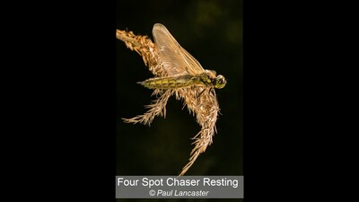 Four Spot Chaser Resting
