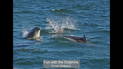 Fun with the Dolphins