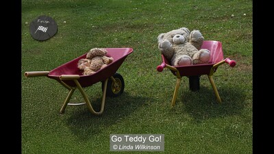 Go Teddy Go!