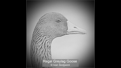 Regal Greylag Goose