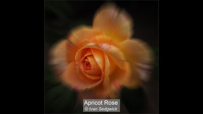 Apricot Rose