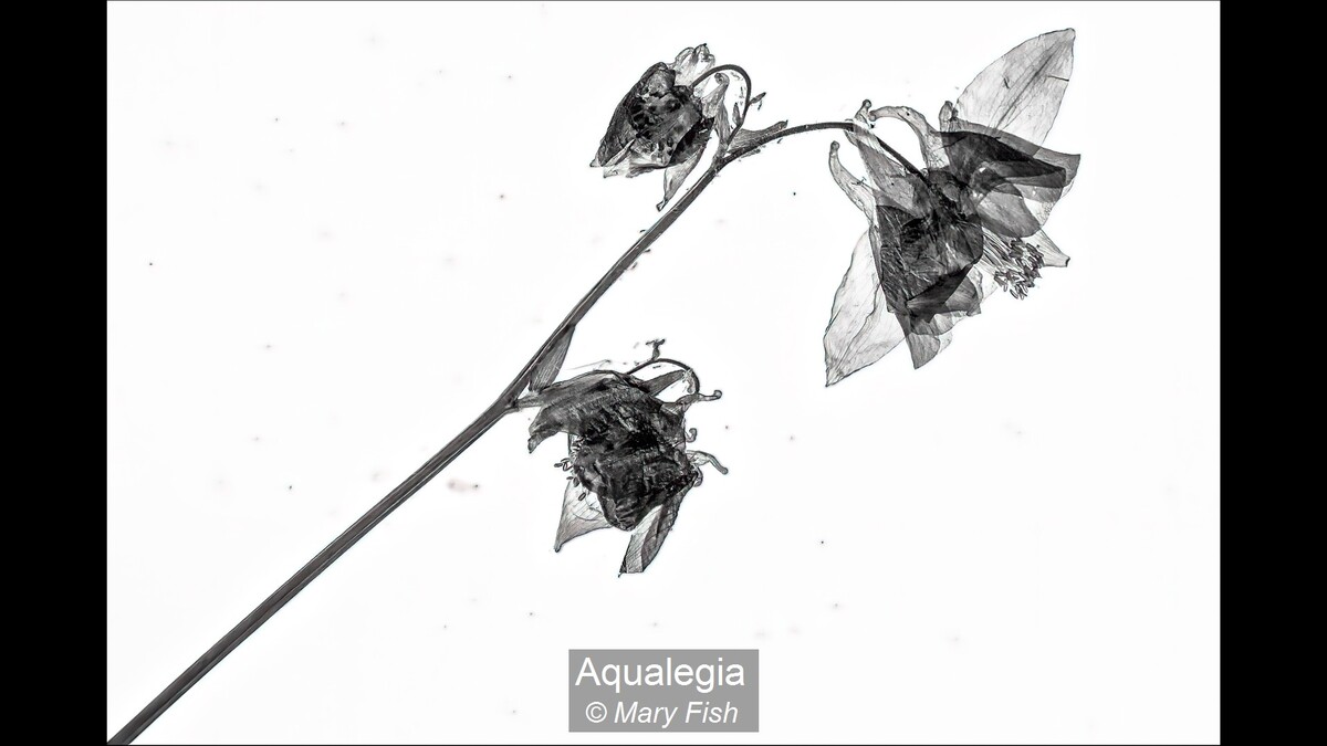 Aqualegia