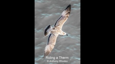Riding a Therm