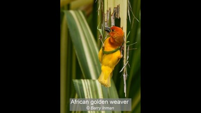 African golden weaver