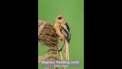 Bearded Reedling (wild)