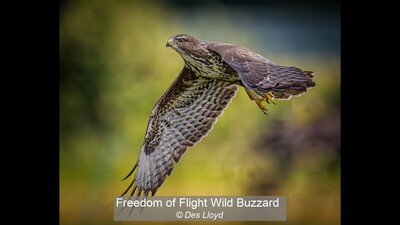 Freedom of Flight Wild Buzzard