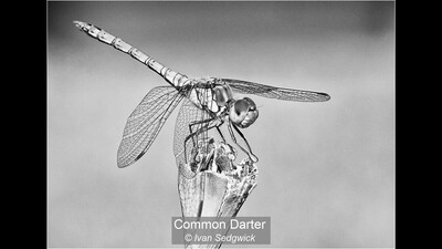 Common Darter
