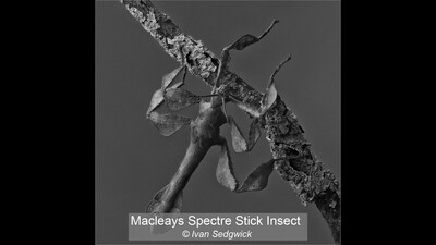 Macleays Spectre Stick Insect