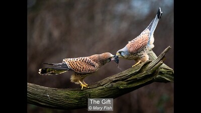 The Gift