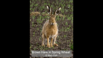 Brown Hare in Spring Wheat