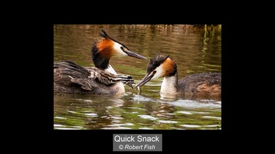 Quick Snack