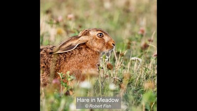 Hare in Meadow