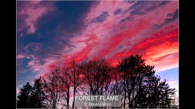 FOREST FLAME