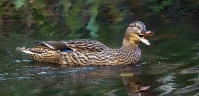 Quackers!