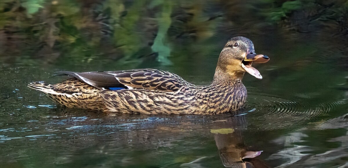 Quackers!