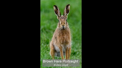 Brown Hare Portraight