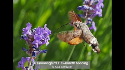 Hummingbird Hawkmoth feeding