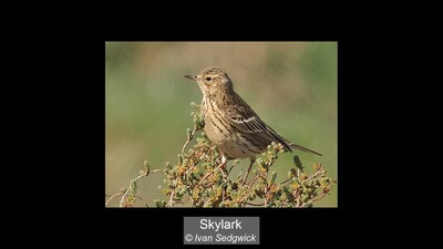 Skylark
