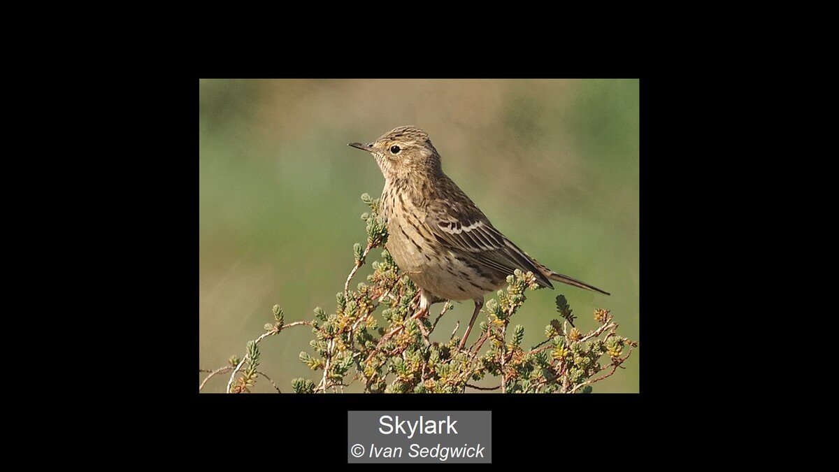 Skylark