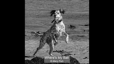 Where's My Ball