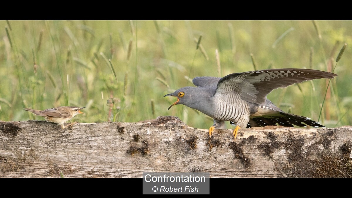 Confrontation