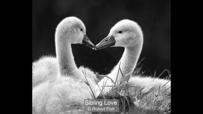 Sibling Love