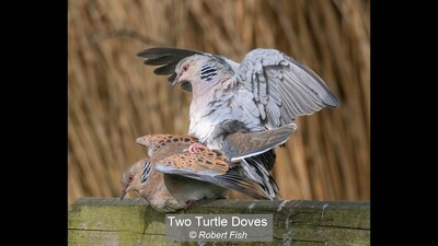 Two Turtle Doves