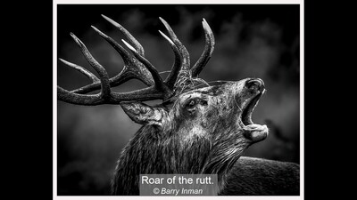 Roar of the rutt