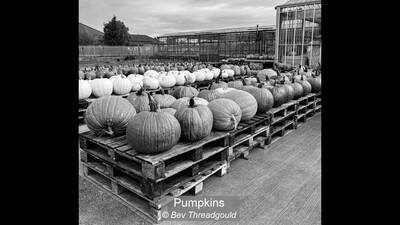Pumpkins