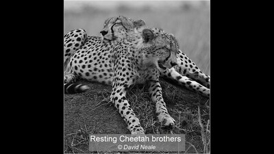 Resting Cheetah brothers