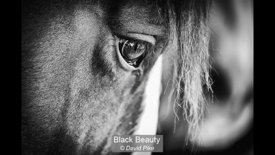Black Beauty