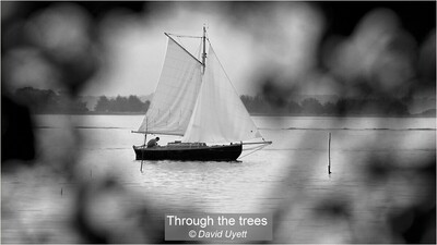 Through the trees