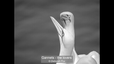 Gannets - the lovers