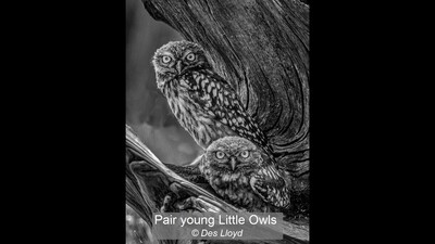 Pair young Little Owls