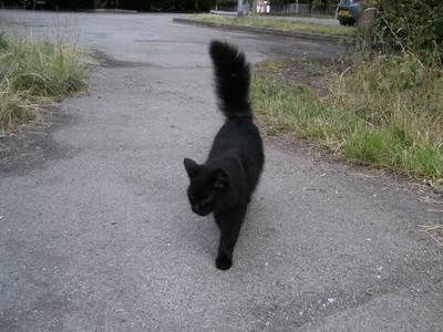 Shadow, the Barton station cat in 2019
