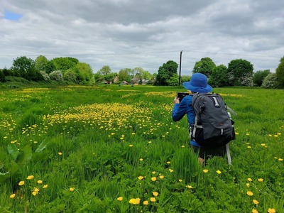 Buttercups