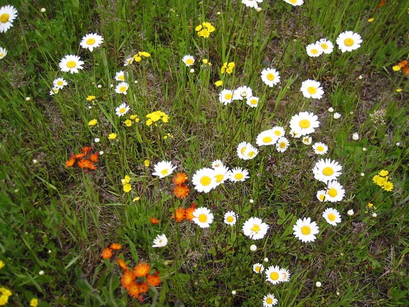 Flowers of reserves and roadsides