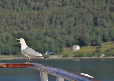 ROMS DALS AND ANDALSNES 30062014 (38) (Copy) (Copy)