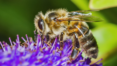 1st. - Richard Green