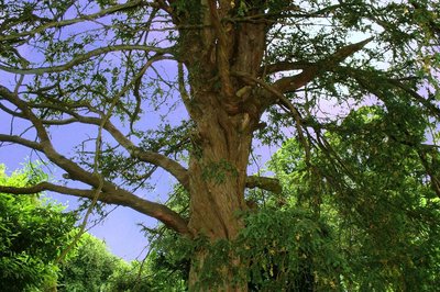 Tree Trunk