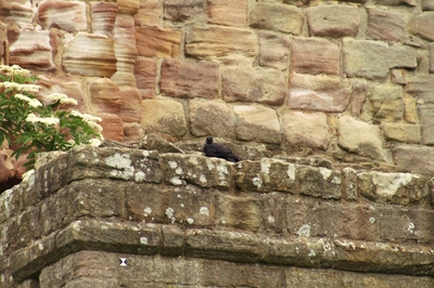 Wall Ruins  Fountains Abbey