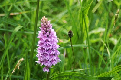 Fountains Abbey Orchids