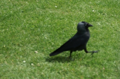 Fountains Abbey birds