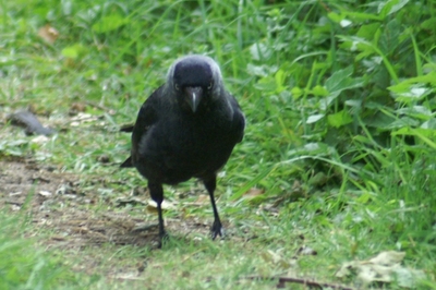 Fountains Abbey birds