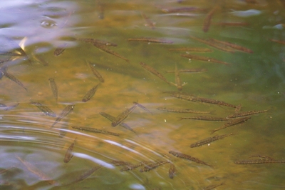 Fountains Abbey fish