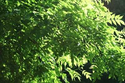 Fountains Abbey foliage